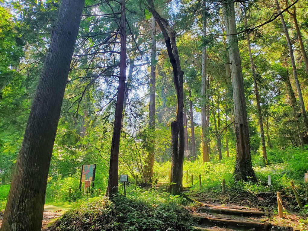 第1樹木園の写真