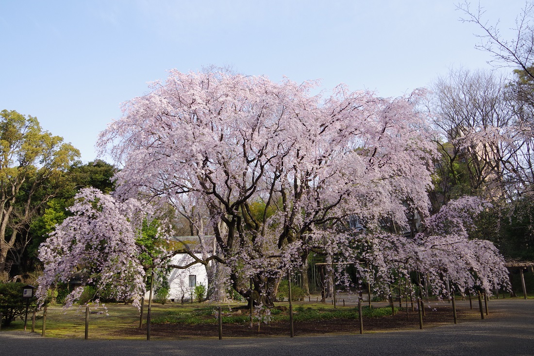 しだれ桜の写真