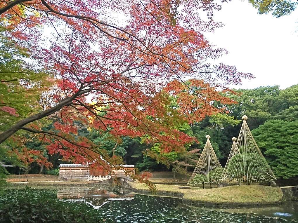 紅葉・雪吊り・唐門（東門内庭）の写真