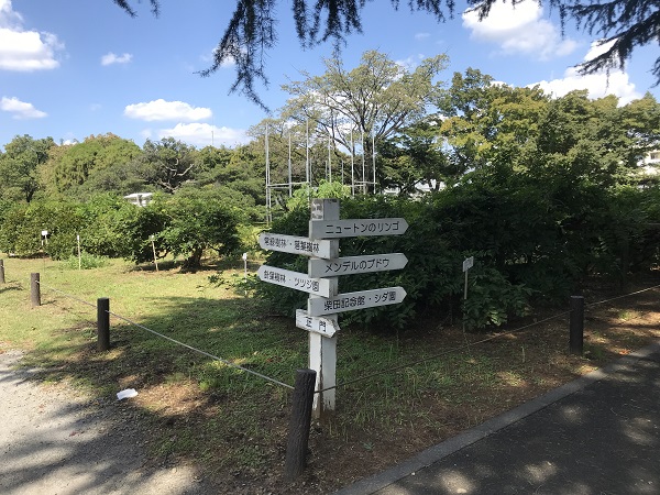 小石川植物園の写真