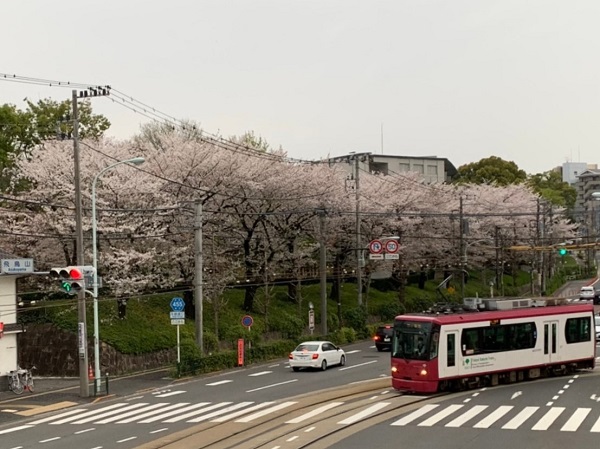 飛鳥山公園のサクラの写真