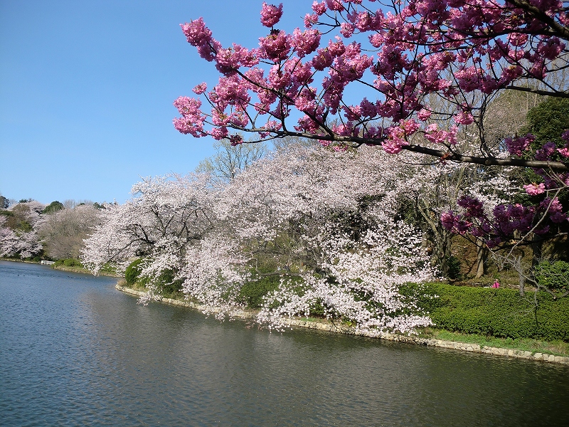 神奈川県立三ツ池公園のサクラの写真