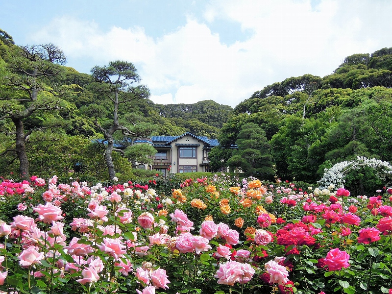 鎌倉文学館とバラ園の写真