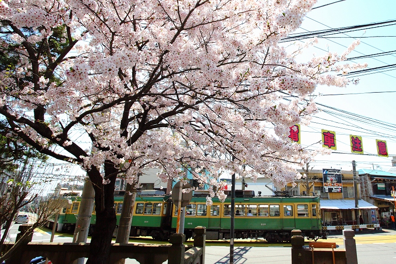 江ノ島～腰越間：桜と路面を走る江ノ電が絵になるスポットの写真