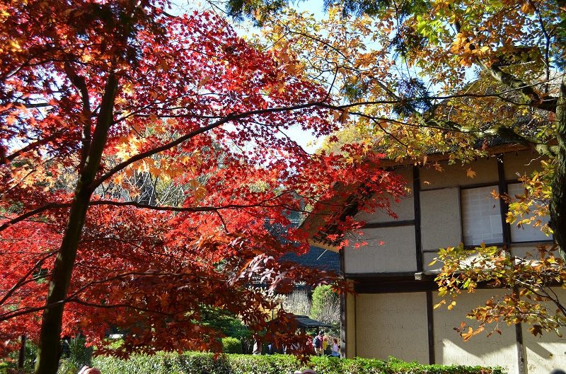 紅葉が美しい秋の園内の写真