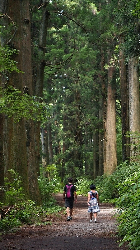 箱根旧街道杉並木の写真