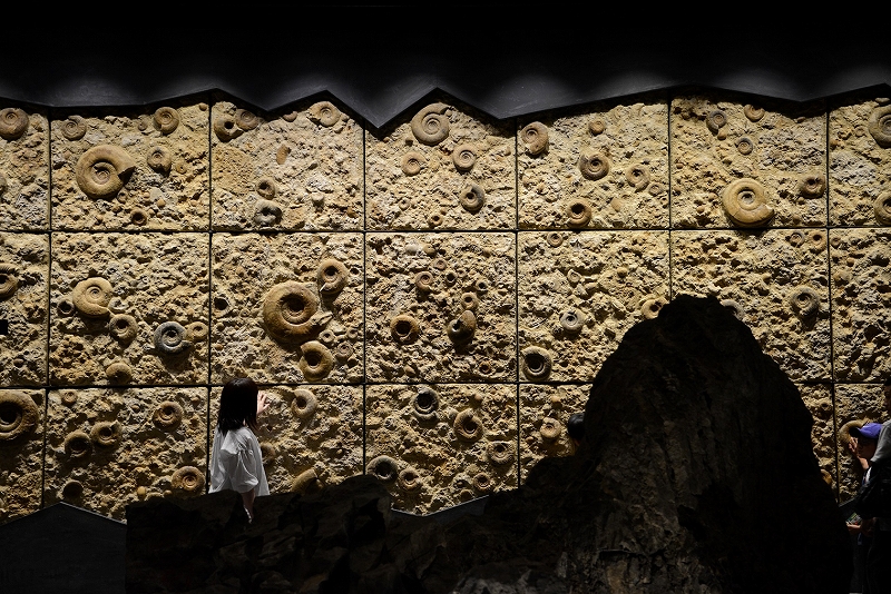 常設展示室1階「地球を考える」アンモナイトの壁。実物のアンモナイトの化石を実際に触ることができるの写真
