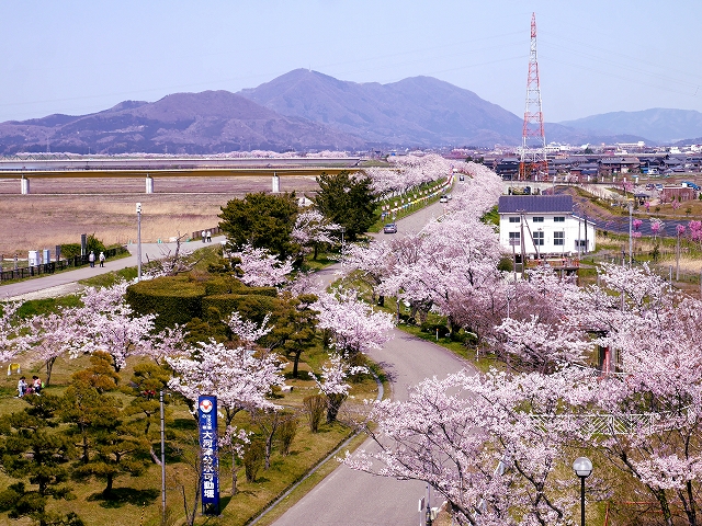 大河津資料館4F展望室からの桜の写真