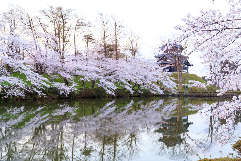高田城三重櫓と桜の写真