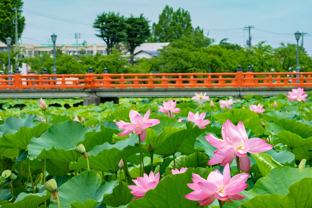 規模・美しさから東洋一といわれる高田城址公園の蓮の写真