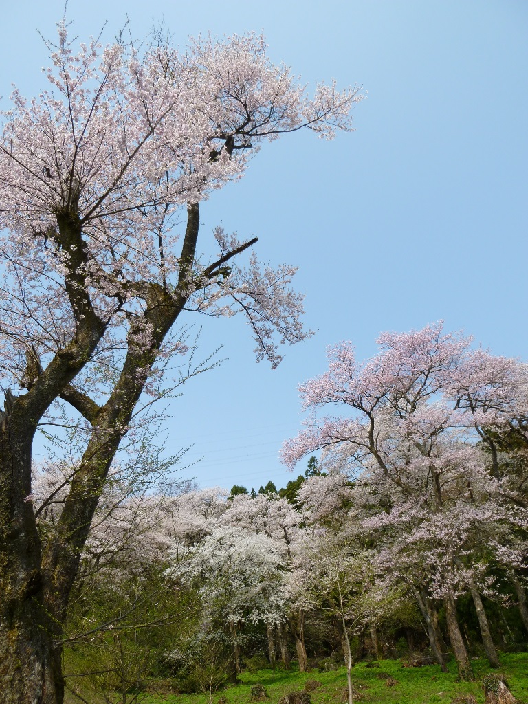 小山田ヒガンザクラ樹林の写真