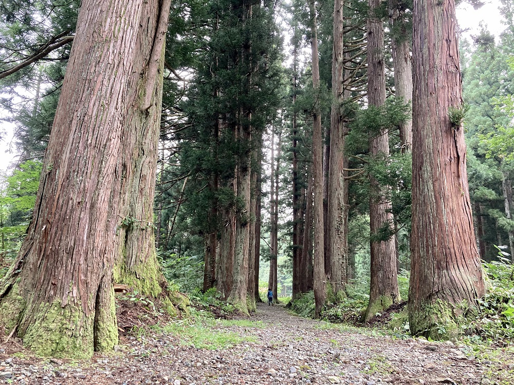 八海山杉並木の写真