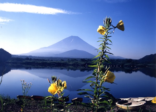 精進湖と月見草の写真