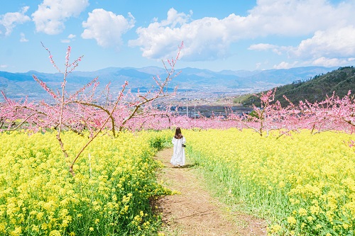 菜の花と桃畑の写真