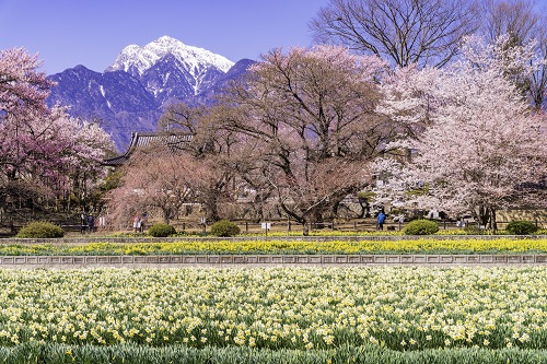山高神代桜の写真