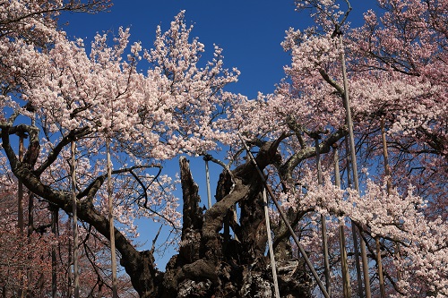 實相寺の神代桜の写真