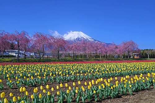 花畑・農園エリアのチューリップと桜の写真