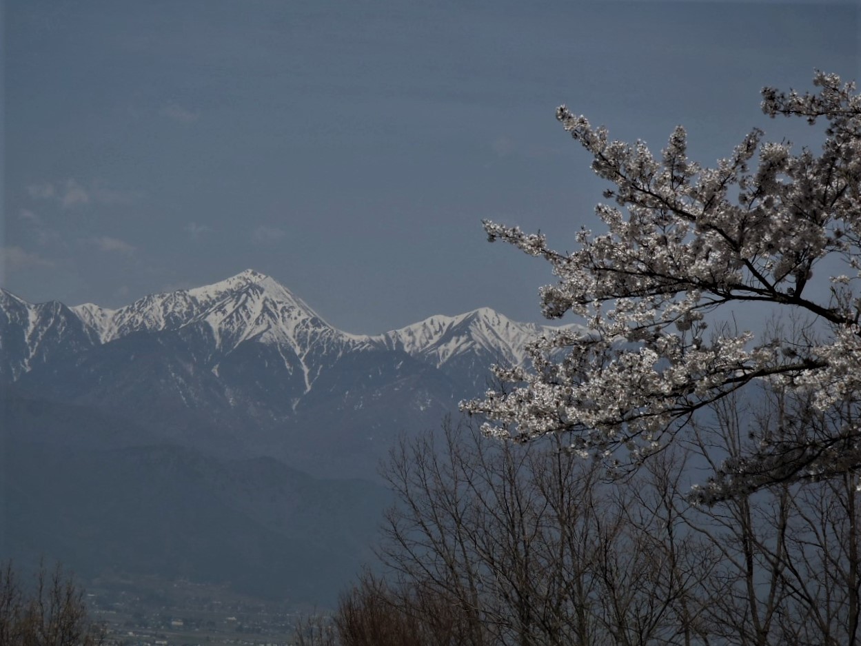 アルプス公園の桜と常念岳の写真