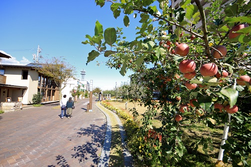 りんご並木（秋）の写真