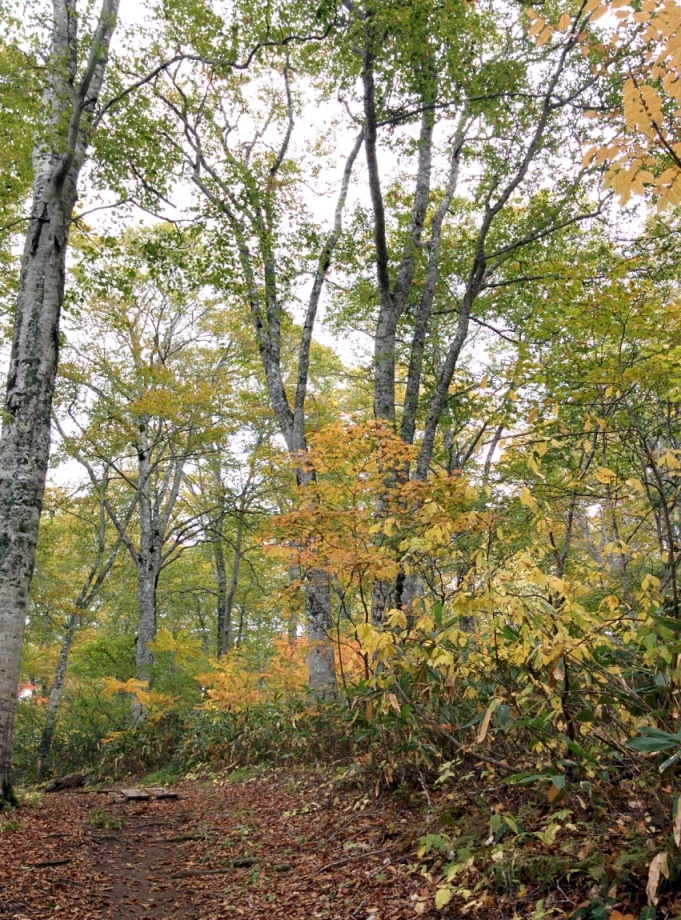 ブナ林は秋の深まりとともに黄色く色づいていくの写真