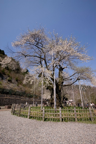 荘川桜の写真