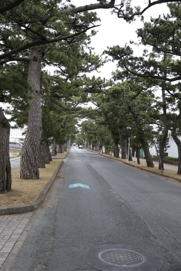 東海道の松並木の写真