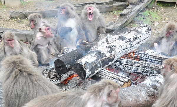 たき火にあたるヤクシマザルの写真