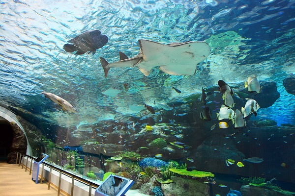 サンゴ礁大水槽　水中トンネルの写真