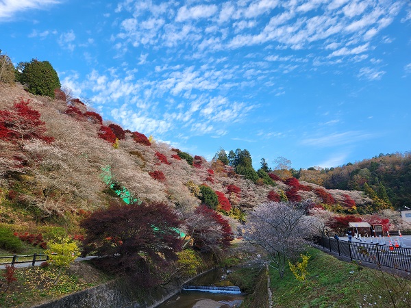 小原の四季桜の写真