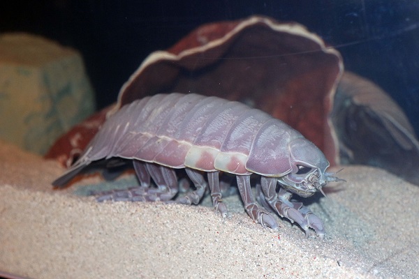 「へんな生きもの研究所」のダイオウグソクムシの写真