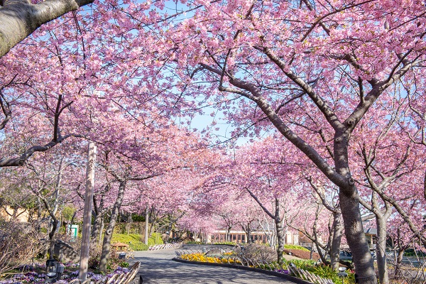 河津桜のトンネルの写真