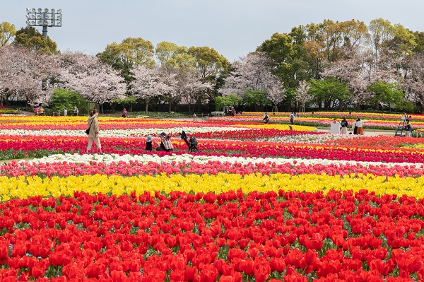 花ひろばに咲き誇るチューリップの写真