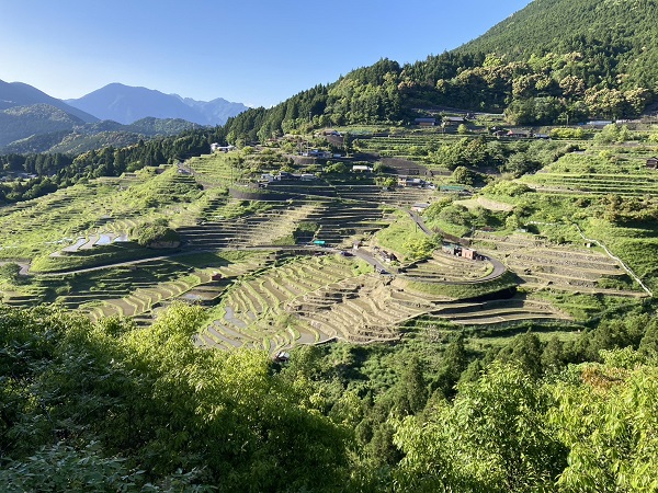 春の丸山千枚田の写真