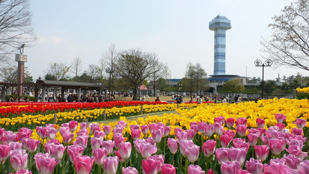 チューリップが咲き誇る木曽三川公園の写真