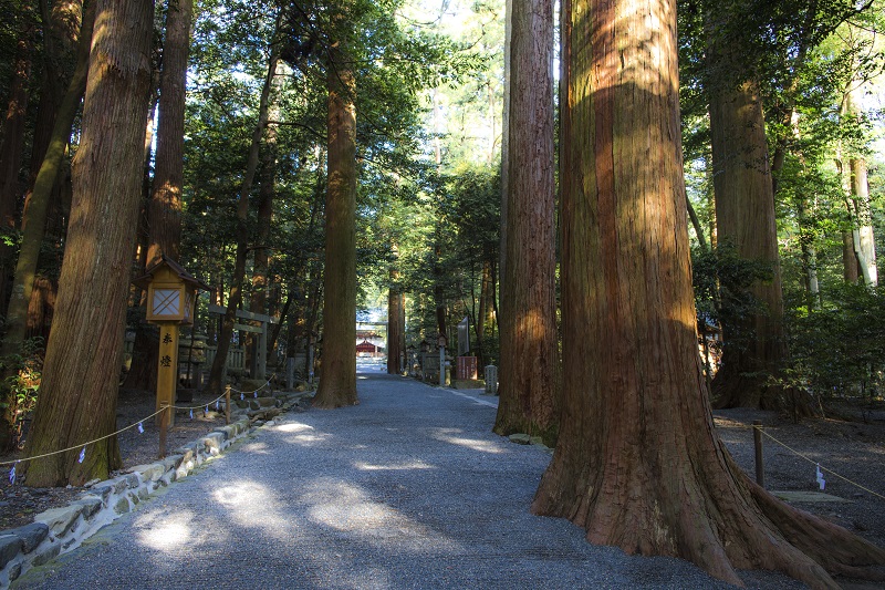 木々に包まれる参道の写真