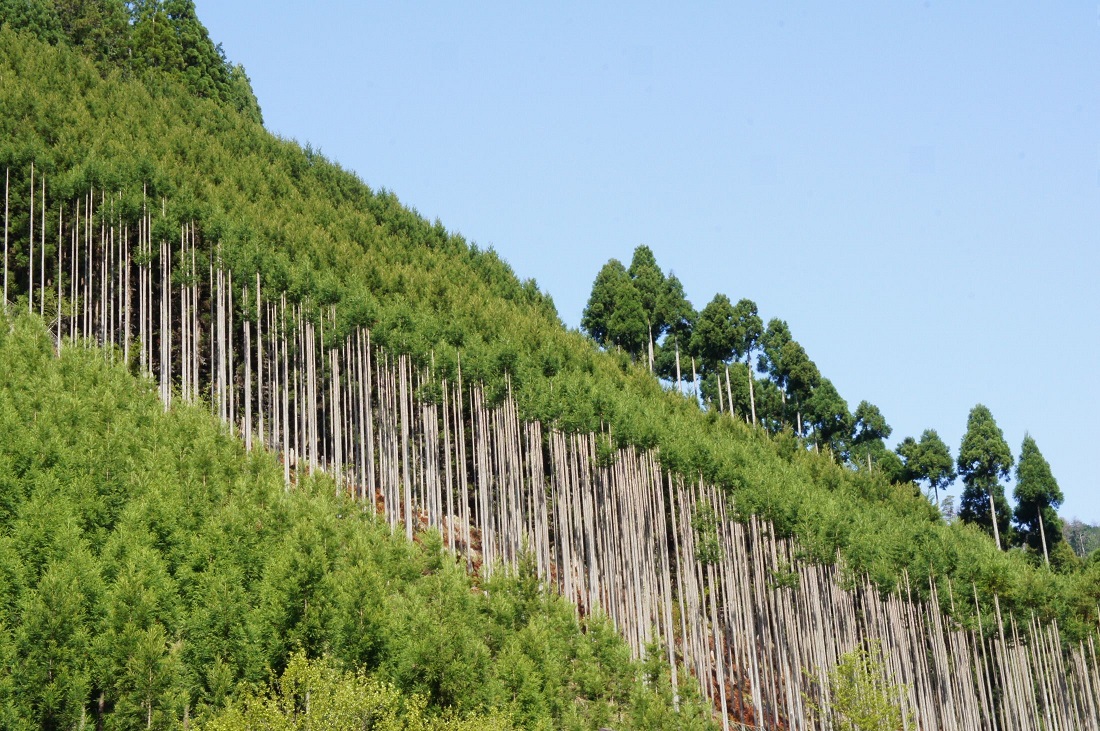 北山杉の写真