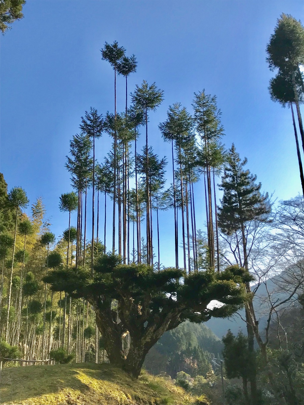 北山大台杉（樹齢約400年）の写真