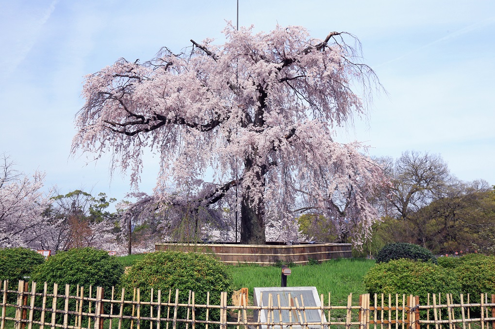 円山公園のサクラの写真