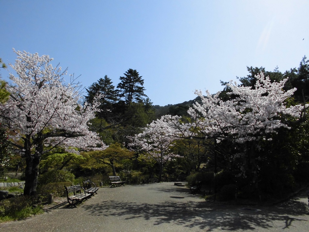 円山公園（春）の写真
