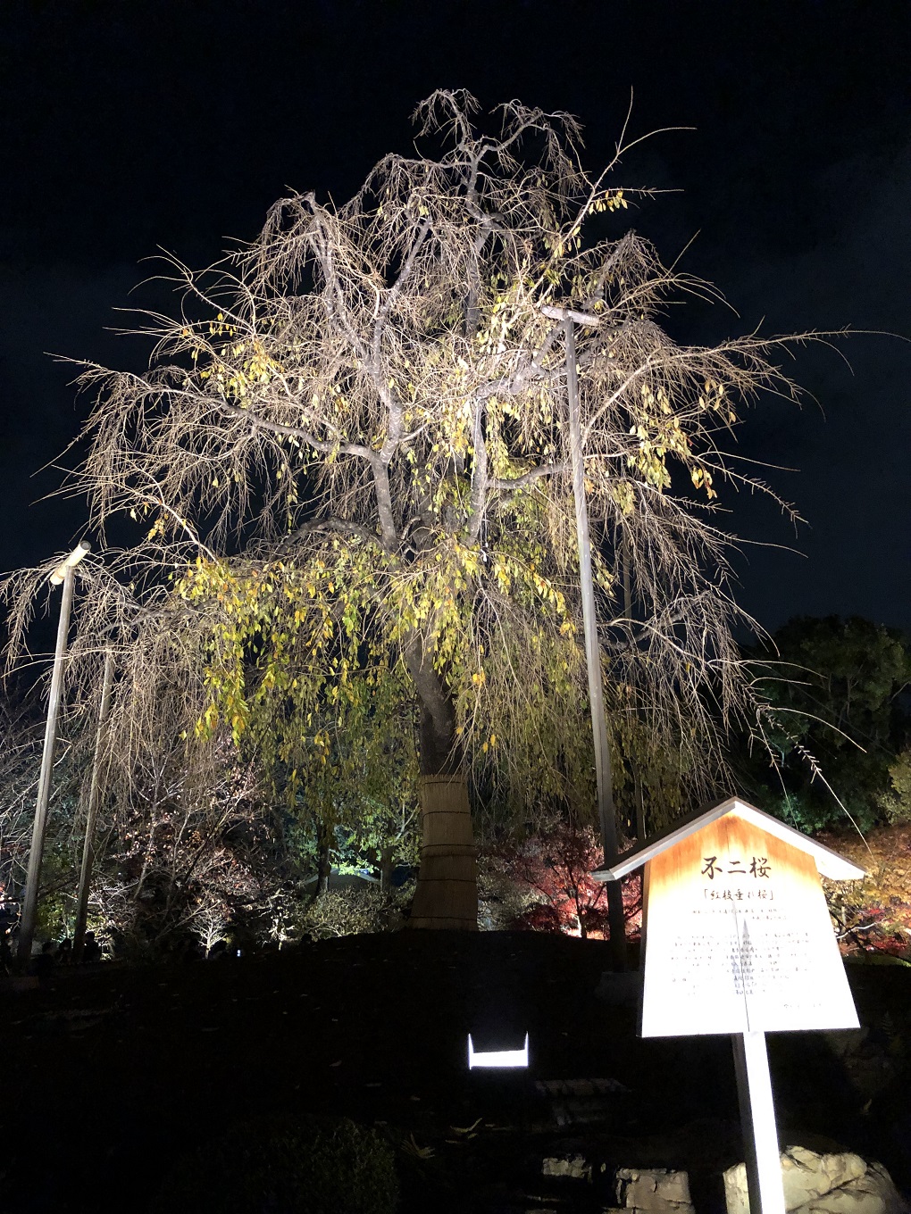 ライトアップされた不二桜の写真