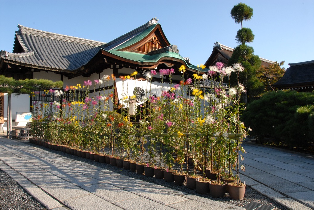 式台玄関と嵯峨菊の写真
