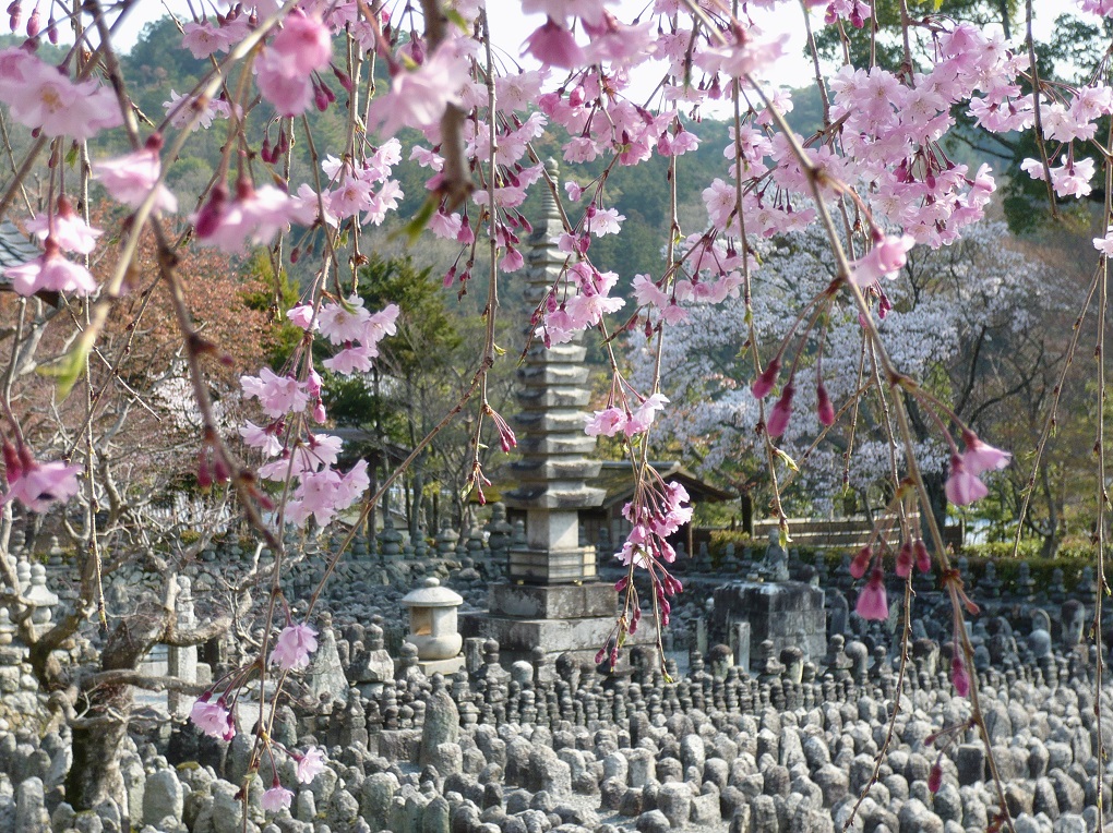 西院の河原（春）の写真