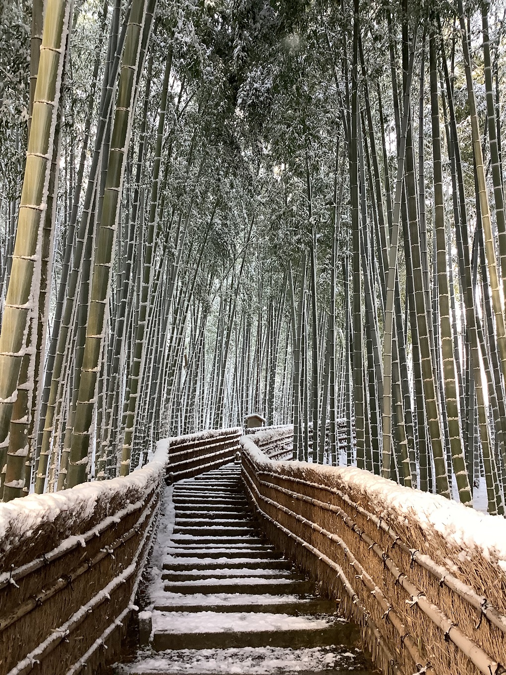 境内の竹林の小径の写真