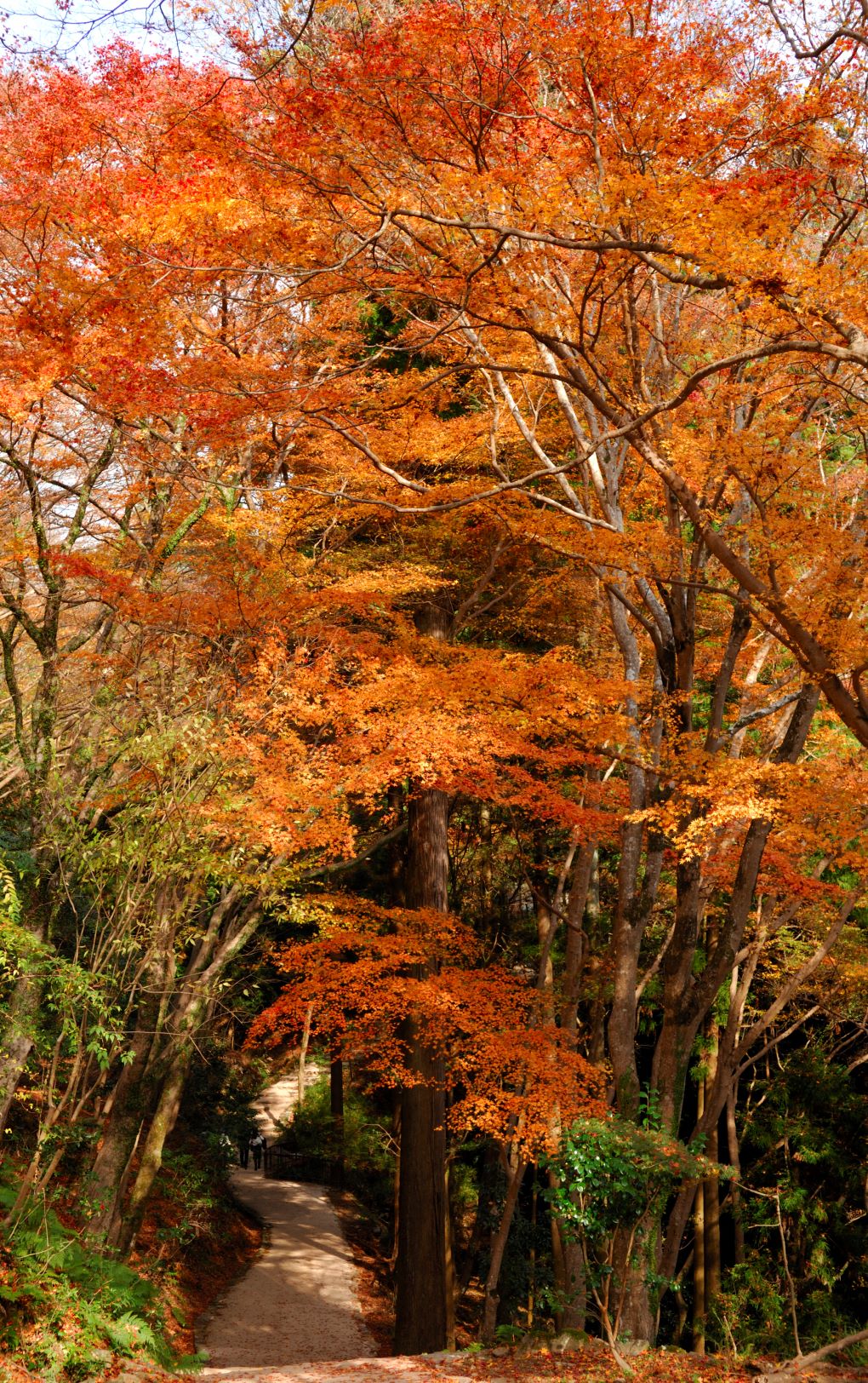 紅葉に彩られる境内の写真