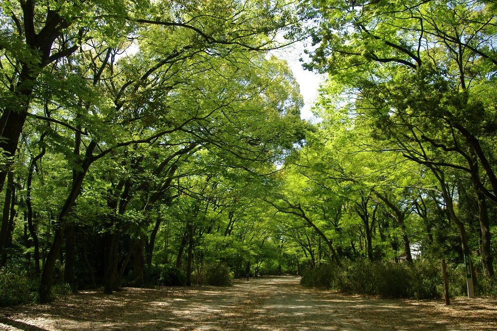 糺の森の写真