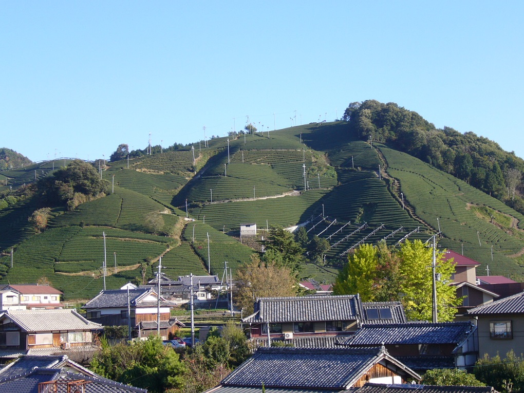 和束町の茶畑の写真