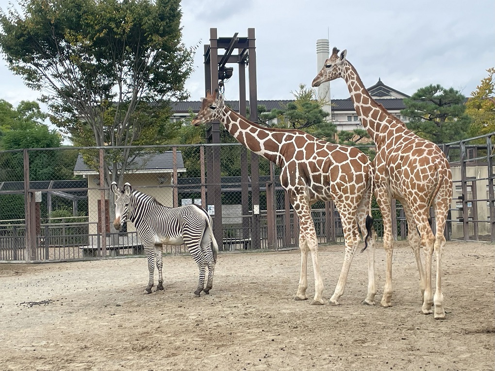 京都市動物園の写真
