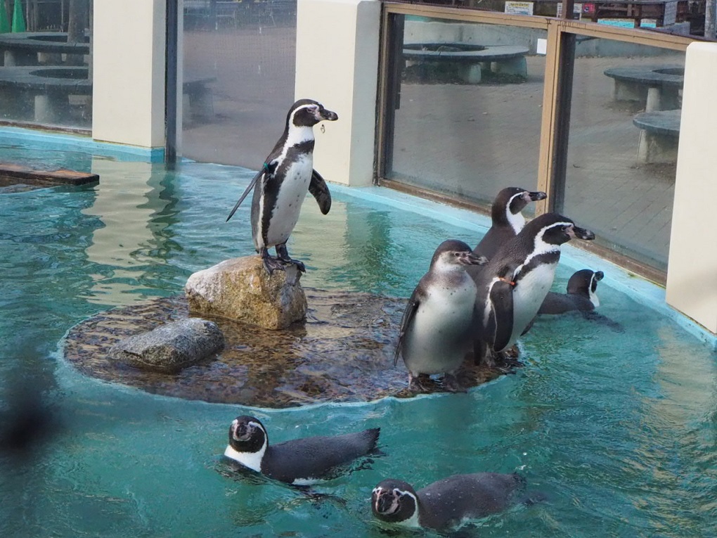 フンボルトペンギンの写真