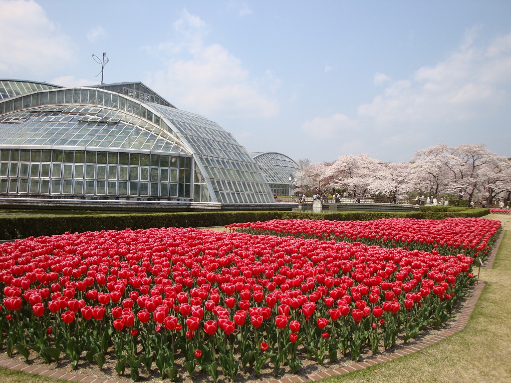 京都府立植物園の写真