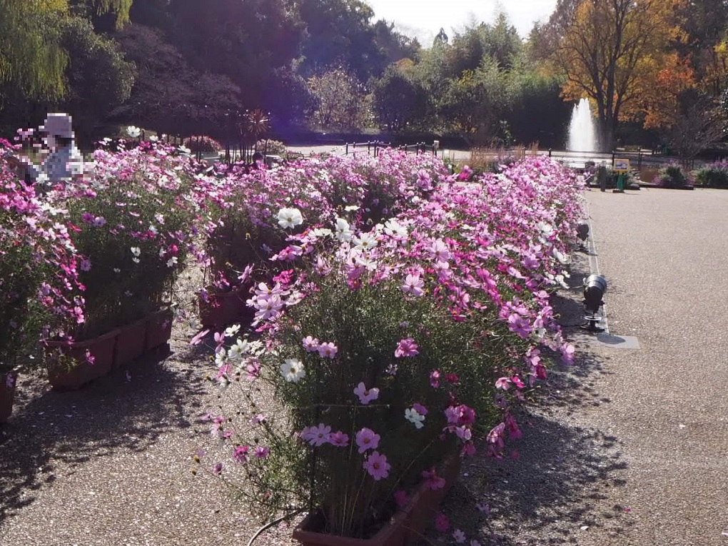 京都府立植物園の写真